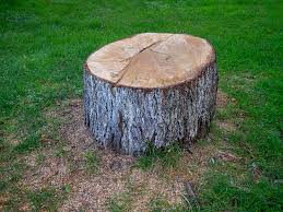Trusted Remsenburg Speonk, NY Tree Removal Experts