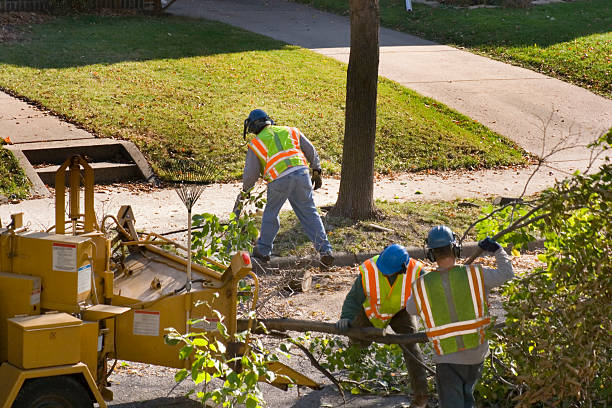 Best Tree Health Inspection  in Remsenburg Speonk, NY