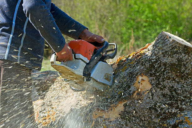 Best Fruit Tree Pruning  in Remsenburg Speonk, NY